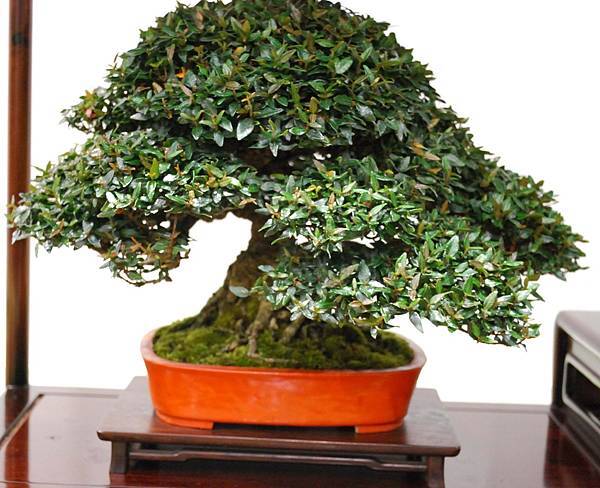 DSC_2795.jpg DSC_2795.jpg