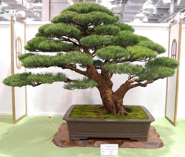 DSC_2798.jpg DSC_2798.jpg