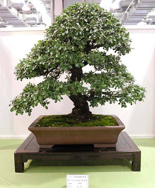 DSC_2799.jpg DSC_2799.jpg