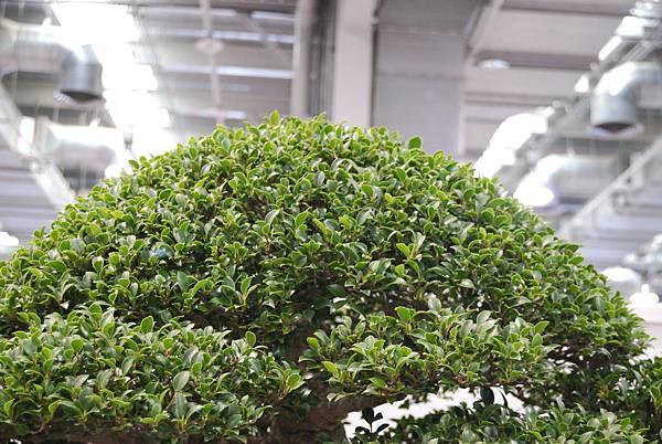 DSC_2802.jpg DSC_2802.jpg