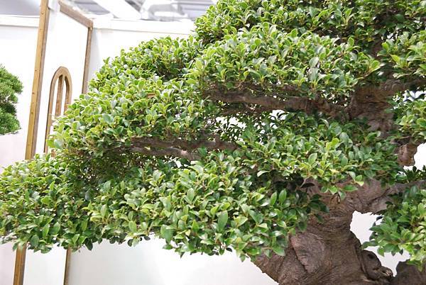 DSC_2803.jpg DSC_2803.jpg