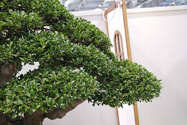 DSC_2804.jpg DSC_2804.jpg