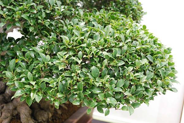 DSC_2806.jpg DSC_2806.jpg