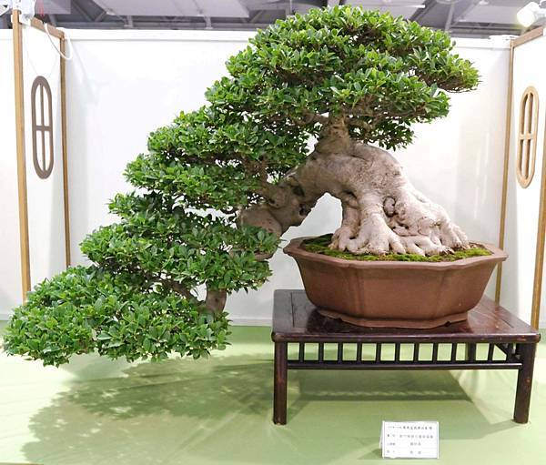 DSC_2811.jpg DSC_2811.jpg