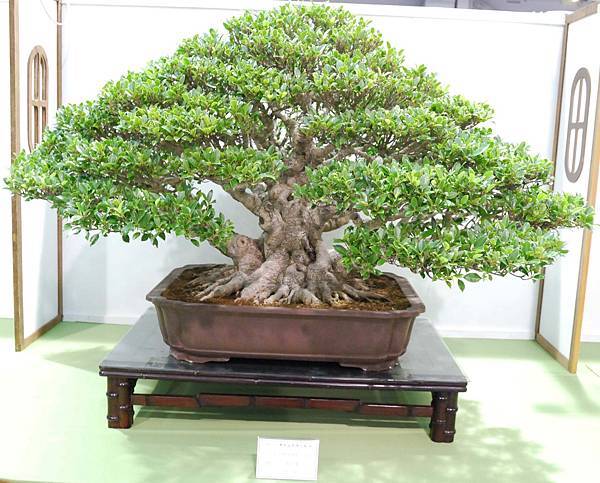 DSC_2814.jpg DSC_2814.jpg