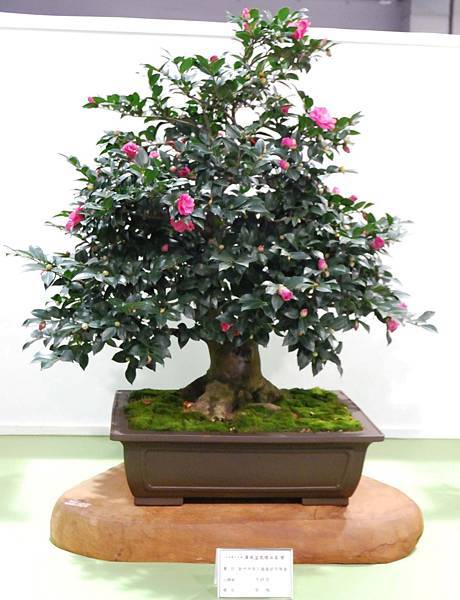 DSC_2816.jpg DSC_2816.jpg