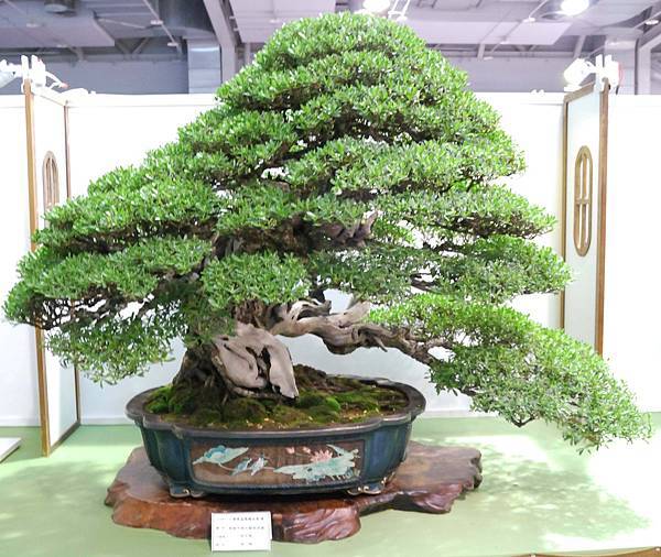 DSC_2817.jpg DSC_2817.jpg