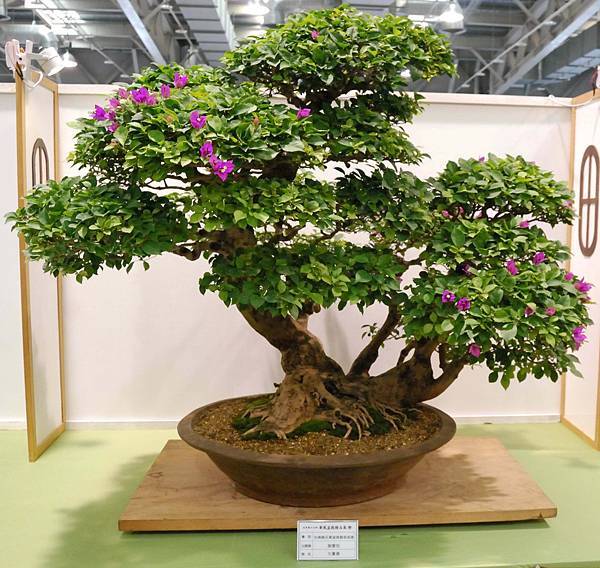 DSC_2831.jpg DSC_2831.jpg