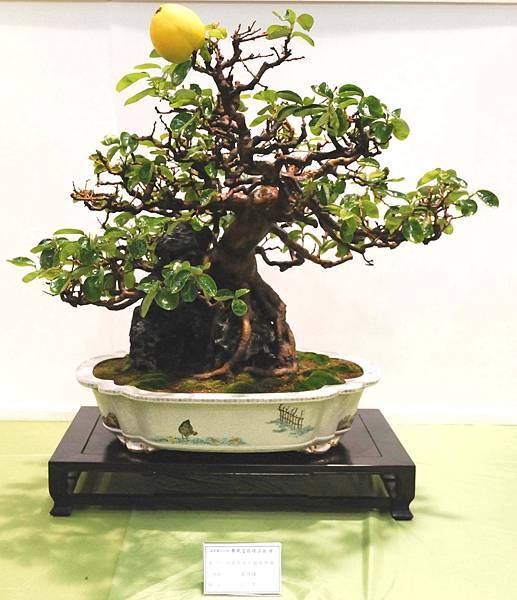 DSC_2833.jpg DSC_2833.jpg