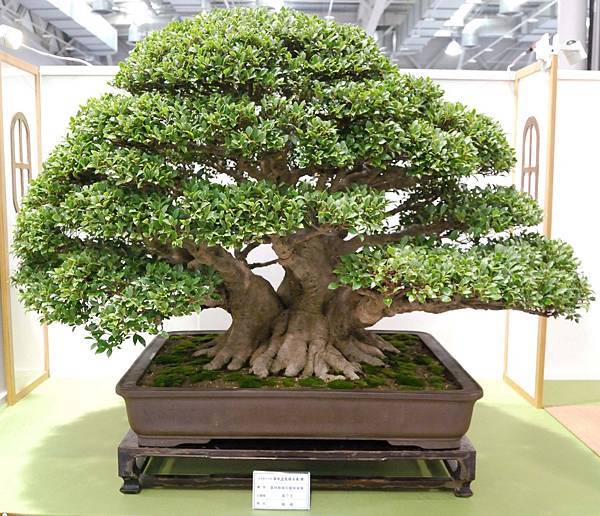 DSC_2835.jpg DSC_2835.jpg