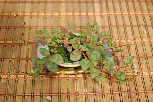 DSC_2856.jpg DSC_2856.jpg