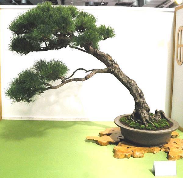 DSC_2861.jpg DSC_2861.jpg