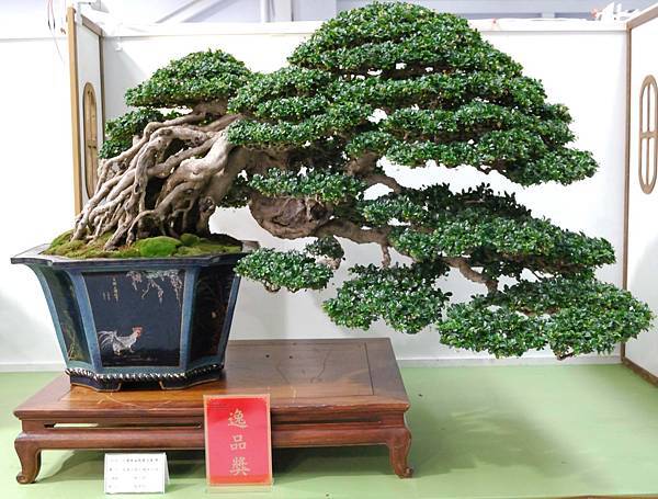 DSC_2868.jpg DSC_2868.jpg