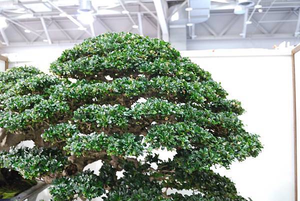 DSC_2871.jpg DSC_2871.jpg