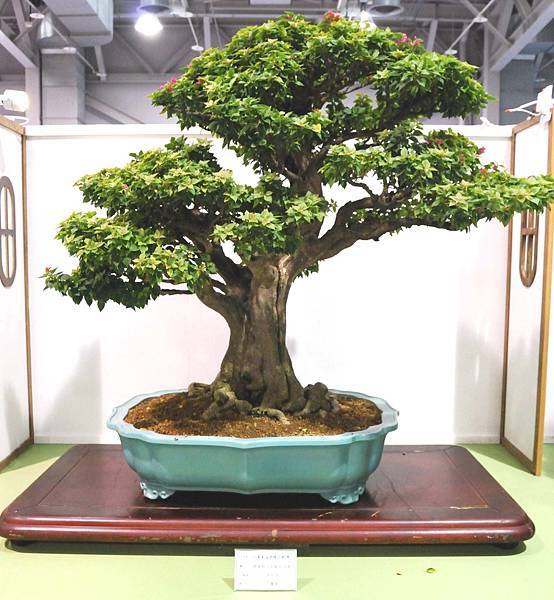 DSC_2876.jpg DSC_2876.jpg