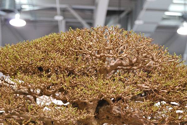 DSC_2884.jpg DSC_2884.jpg