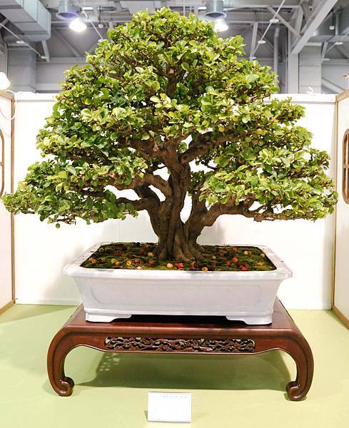 DSC_2889.jpg DSC_2889.jpg