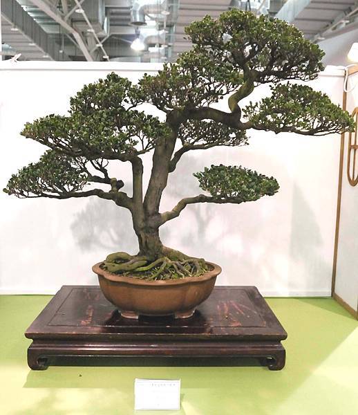 DSC_2890.jpg DSC_2890.jpg