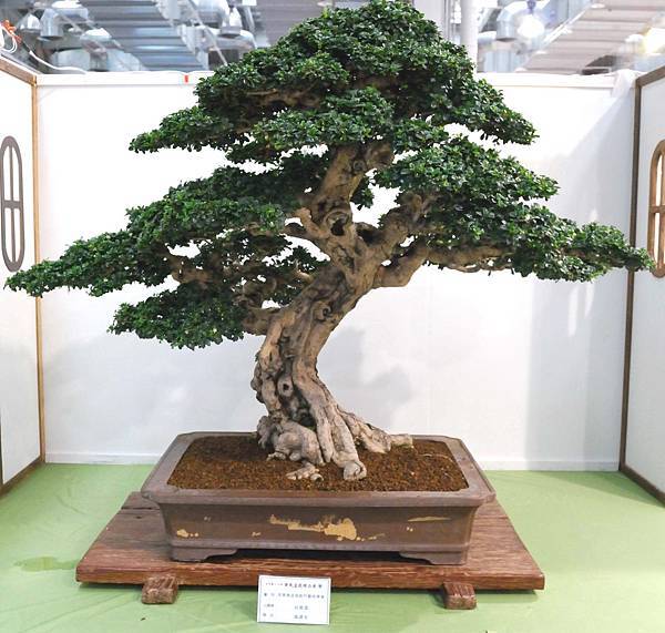 DSC_2907.jpg DSC_2907.jpg