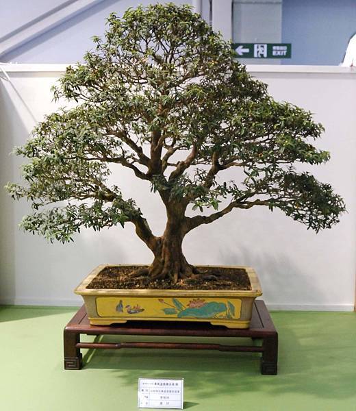 DSC_2910.jpg DSC_2910.jpg