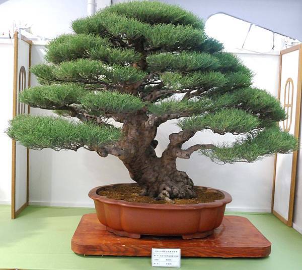 DSC_2909.jpg DSC_2909.jpg