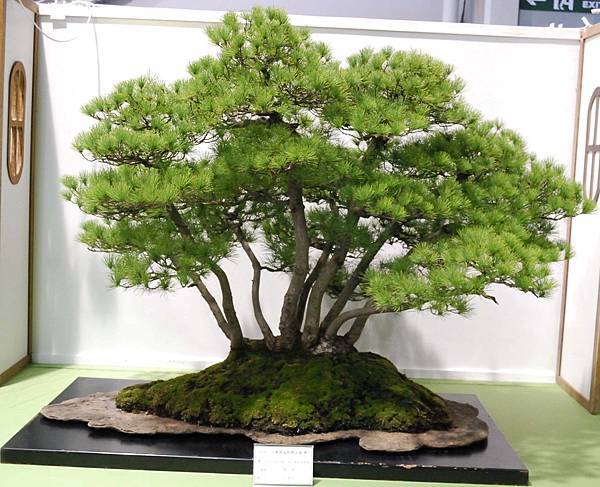 DSC_2911.jpg DSC_2911.jpg