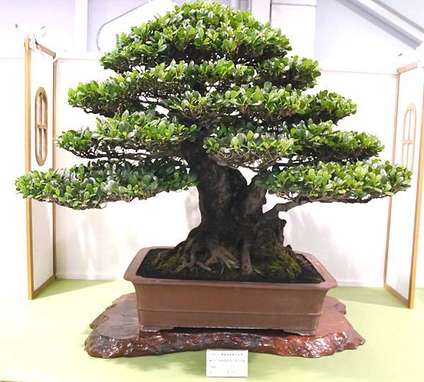 DSC_2915.jpg DSC_2915.jpg