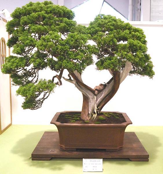 DSC_2916.jpg DSC_2916.jpg