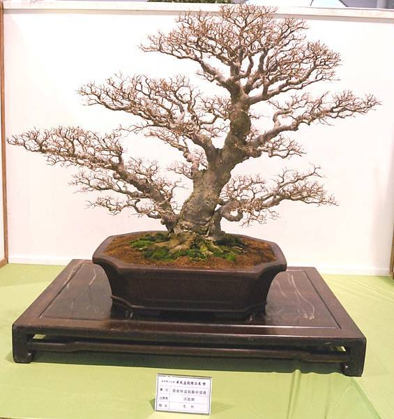 DSC_2917.jpg DSC_2917.jpg