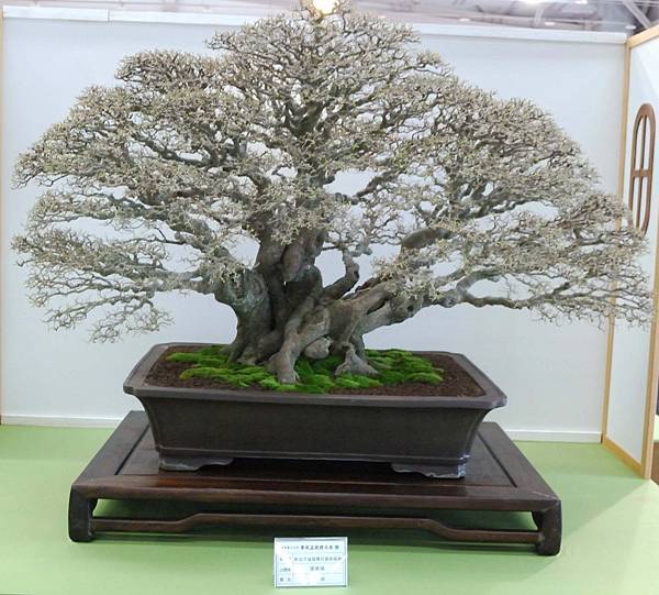 DSC_2920.jpg DSC_2920.jpg