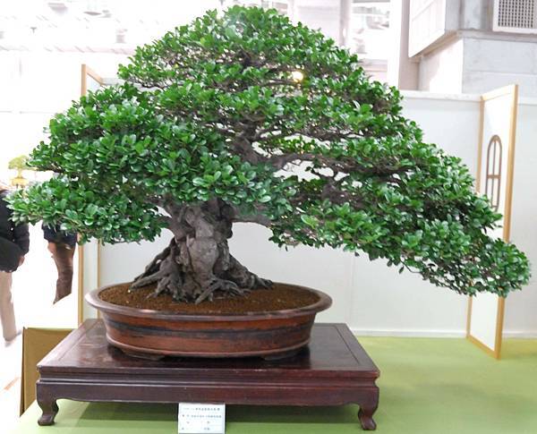 DSC_2923.jpg DSC_2923.jpg