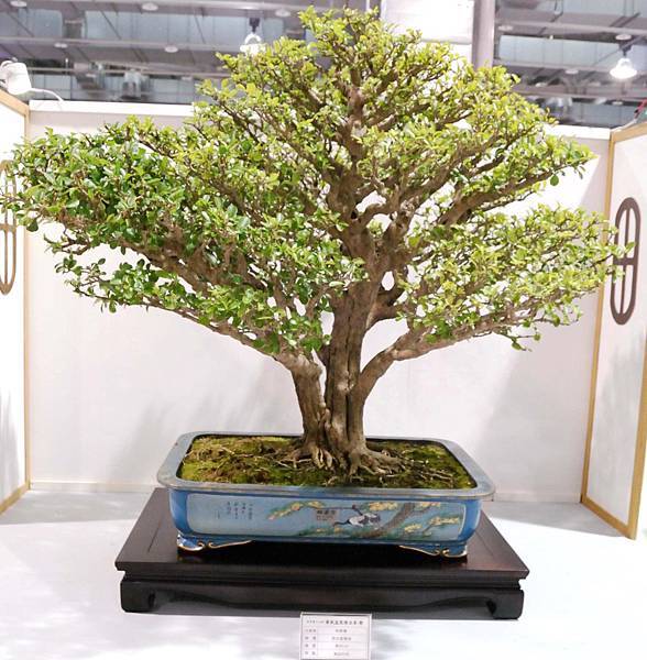 DSC_2927.jpg DSC_2927.jpg