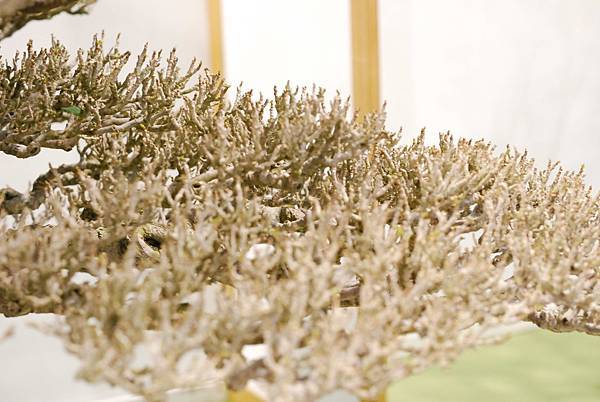 DSC_2943.jpg DSC_2943.jpg