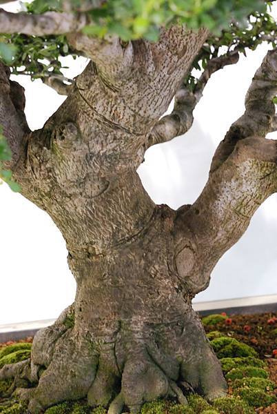 DSC_2947.jpg DSC_2947.jpg