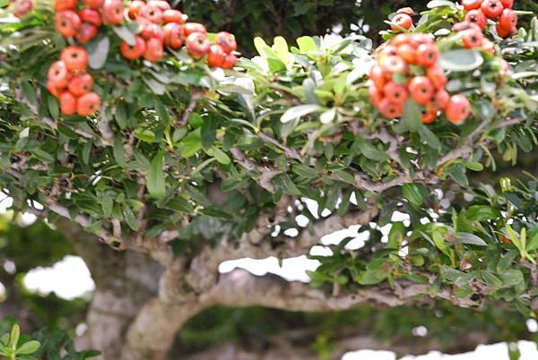 DSC_2952.jpg DSC_2952.jpg