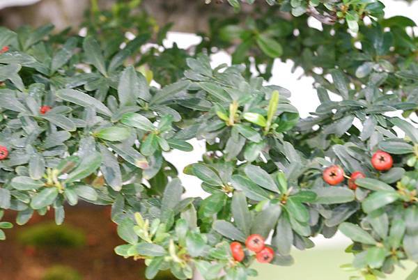 DSC_2951.jpg DSC_2951.jpg