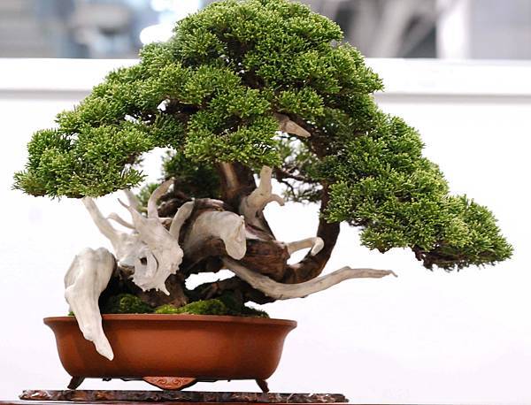 DSC_2955.jpg DSC_2955.jpg