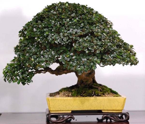 DSC_2957.jpg DSC_2957.jpg