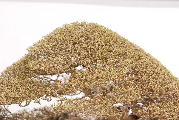 DSC_2965.jpg DSC_2965.jpg