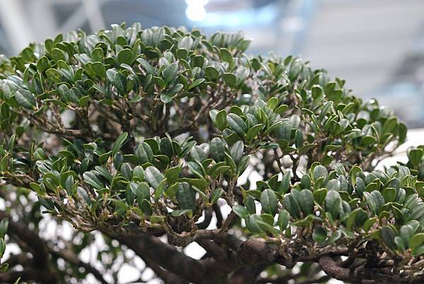 DSC_2972.jpg DSC_2972.jpg