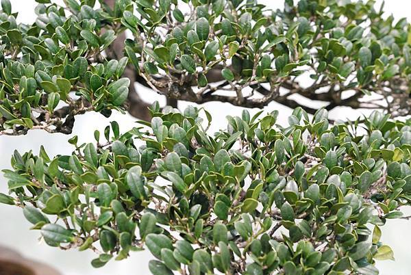 DSC_2974.jpg DSC_2974.jpg