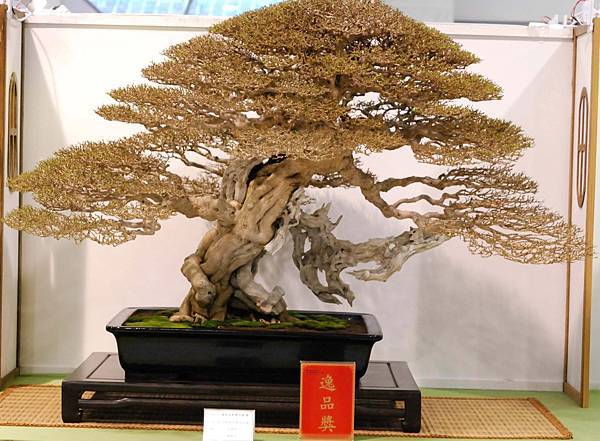 DSC_2976.jpg DSC_2976.jpg