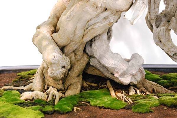 DSC_2977.jpg DSC_2977.jpg