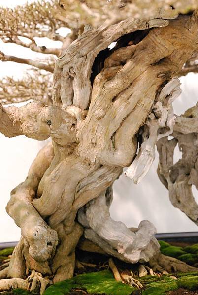 DSC_2978.jpg DSC_2978.jpg