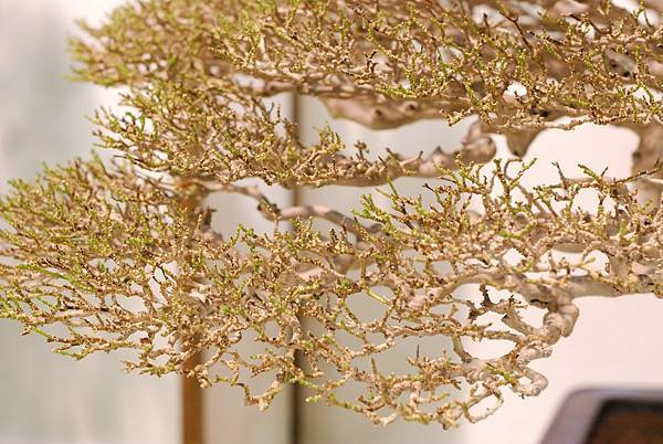 DSC_2979.jpg DSC_2979.jpg