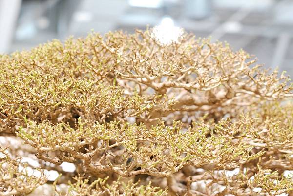 DSC_2981.jpg DSC_2981.jpg