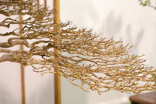 DSC_2980.jpg DSC_2980.jpg