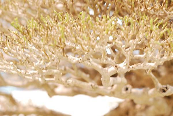 DSC_2982.jpg DSC_2982.jpg