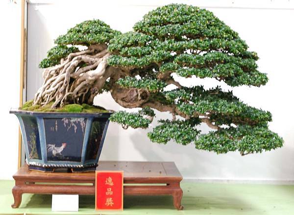 DSC_2991.jpg DSC_2991.jpg