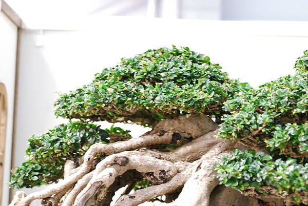 DSC_2993.jpg DSC_2993.jpg